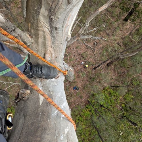 Navigate to the Environmental page