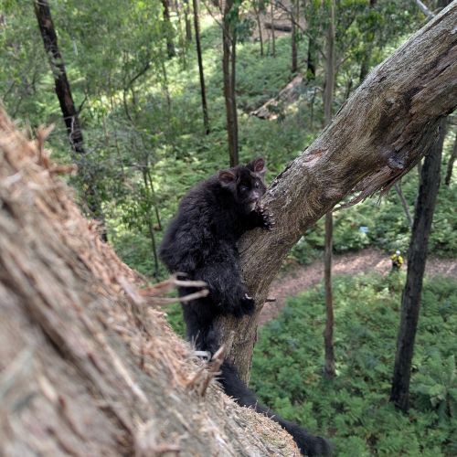 Navigate to the Fauna Spotter Catching page