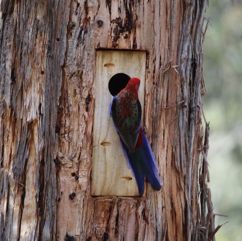 Nest Box in a Tree